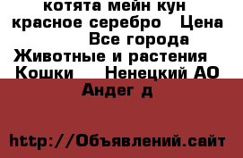 котята мейн кун, красное серебро › Цена ­ 30 - Все города Животные и растения » Кошки   . Ненецкий АО,Андег д.